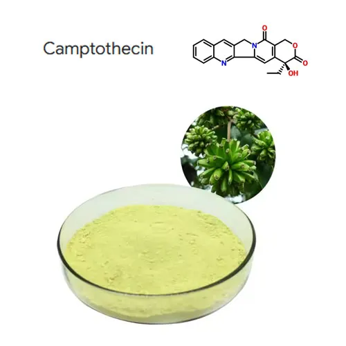 Wysoka czystość 98% CAMPTOTHECIN PLANT Extract Proszek CAS 7689-03-4