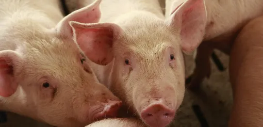 Antiviral feed additives for pigs Antiviral feed additives for pigs